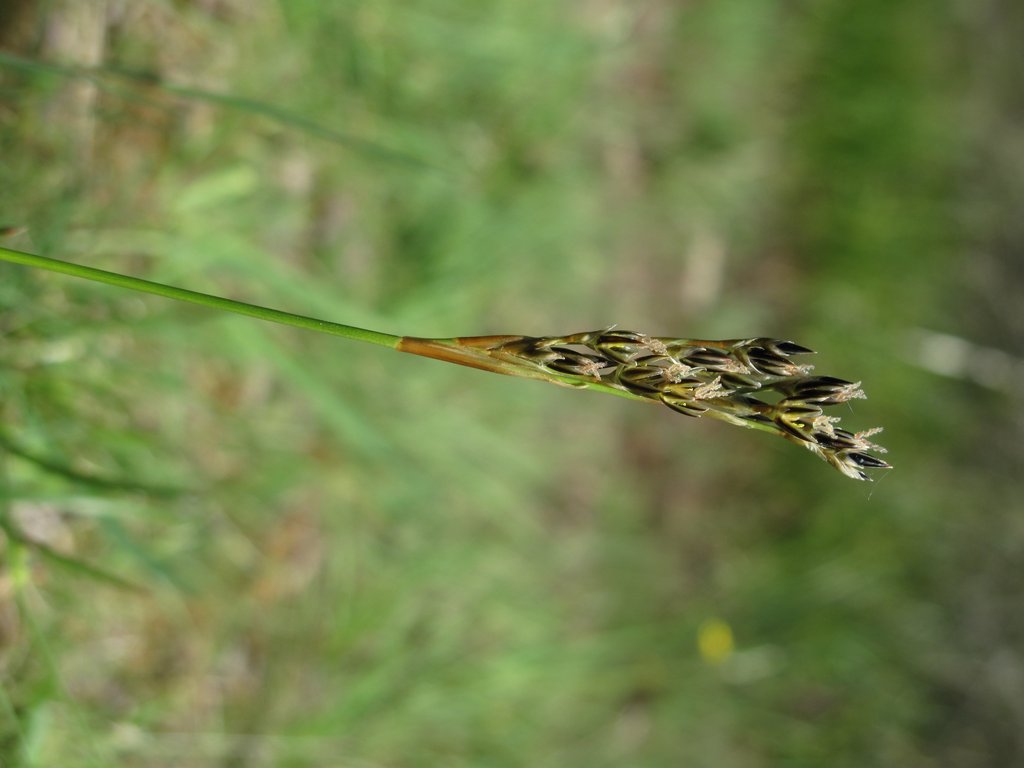 Juncus squarrosus
